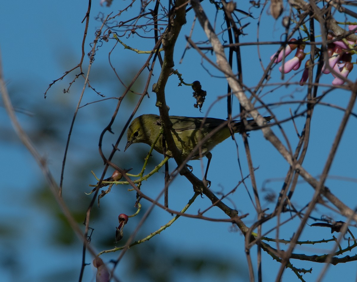 Orange-crowned Warbler (lutescens) - David Robinson