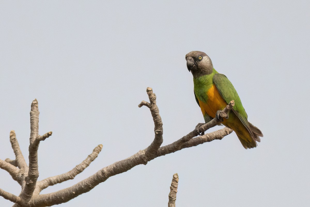 Senegal Parrot - Chris Venetz | Ornis Birding Expeditions