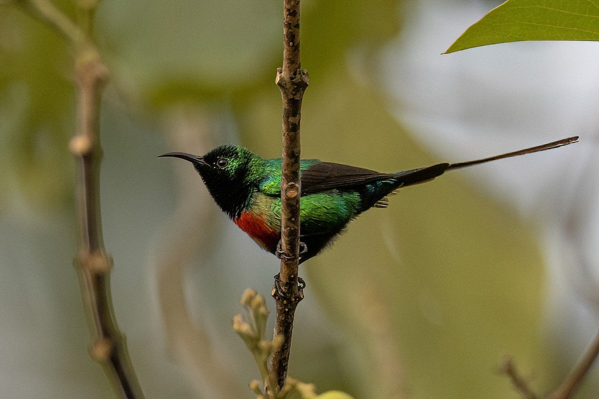 Beautiful Sunbird - Chris Venetz | Ornis Birding Expeditions
