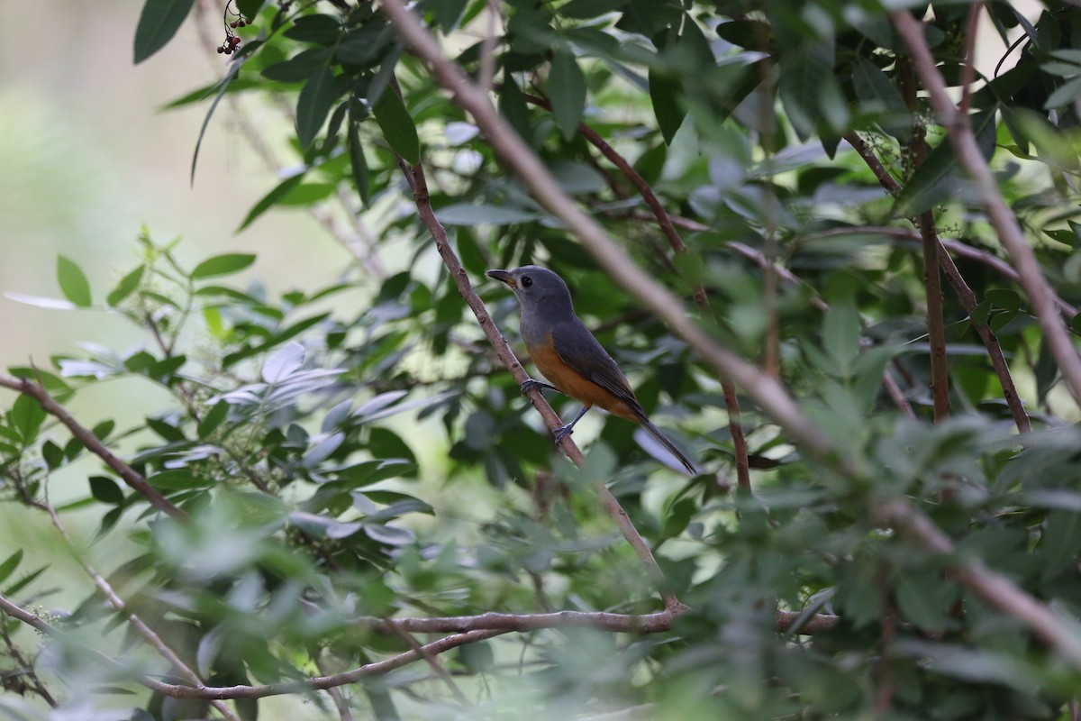 Black-faced Monarch - ML55452371