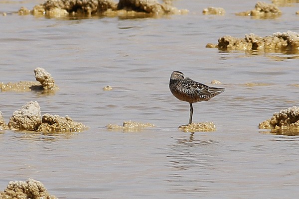 Long-billed Dowitcher - ML55452451
