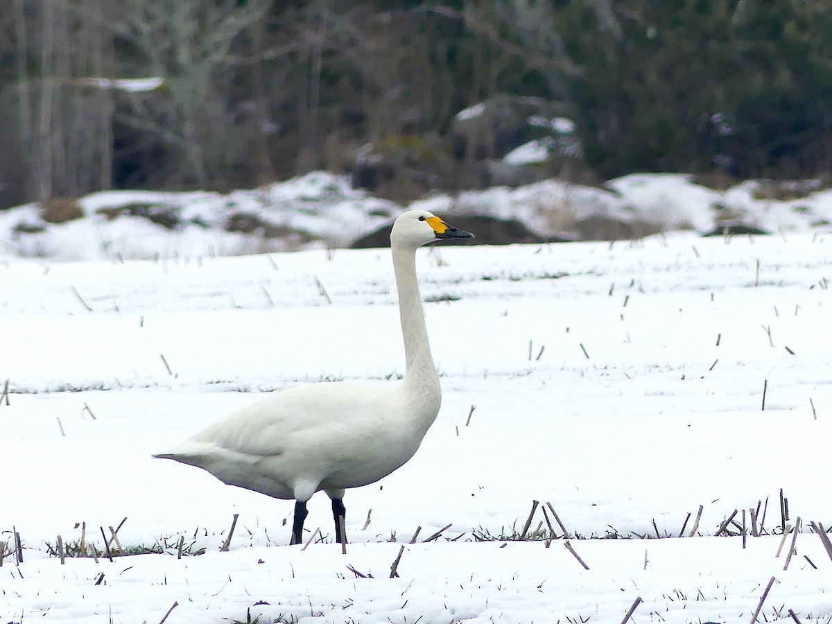 Tundra Swan - ML554525141