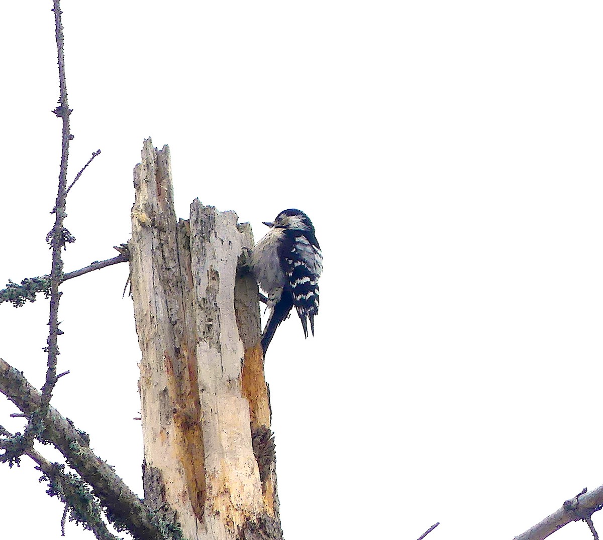 Lesser Spotted Woodpecker - ML554525261