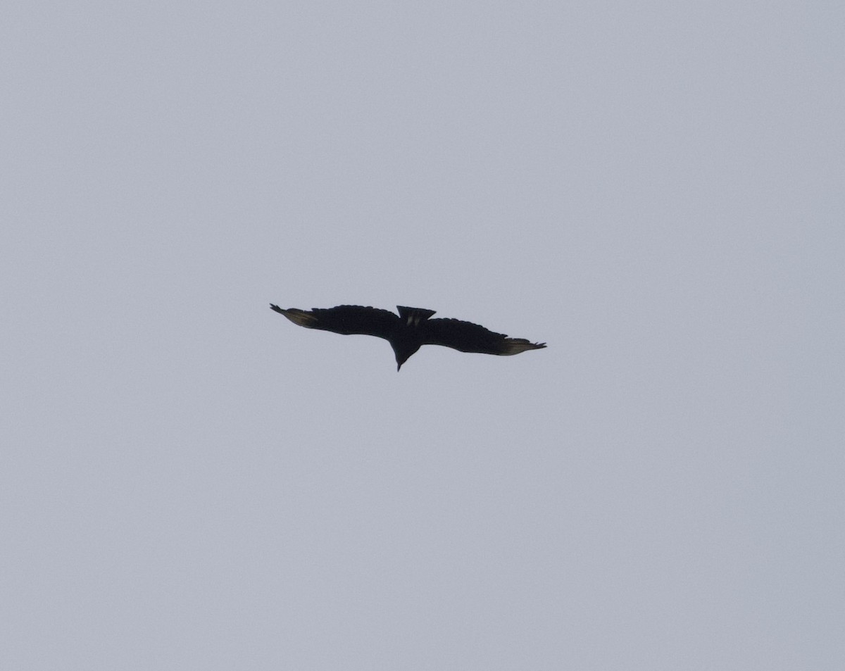 eBird Checklist - 5 Apr 2023 - Tom Ridge Environmental Center/Presque ...