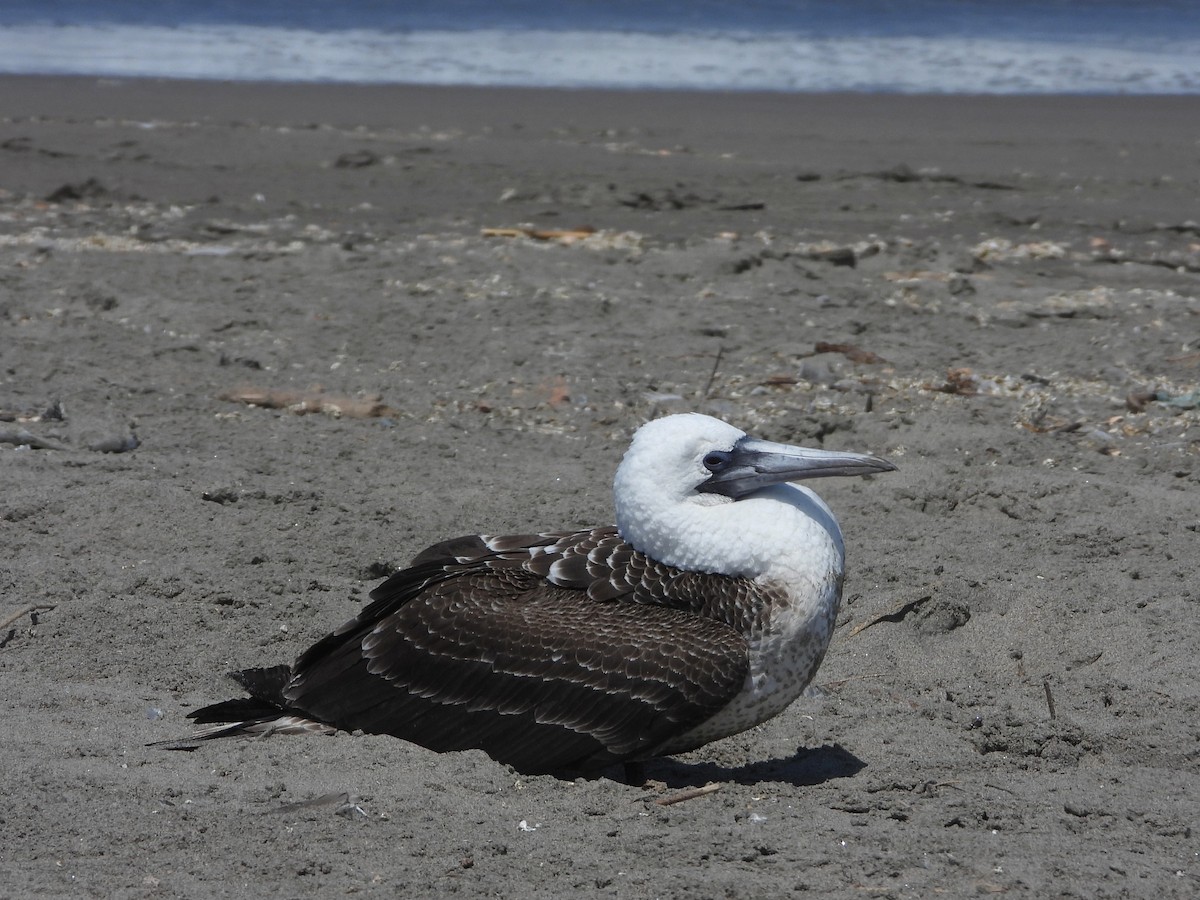 Peruvian Booby - Rutger Koperdraad