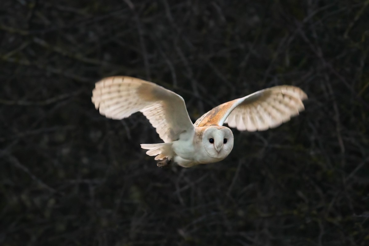 Western Barn Owl - ML554525451