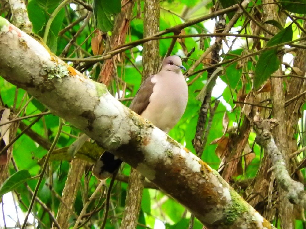 White-tipped Dove - ML554525741