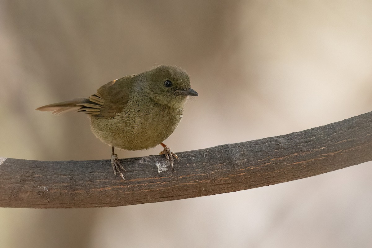 Little Greenbul - ML554525951