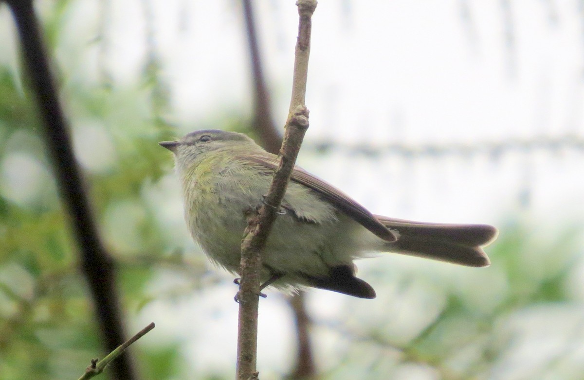 Gray-capped Tyrannulet - Bob Curry