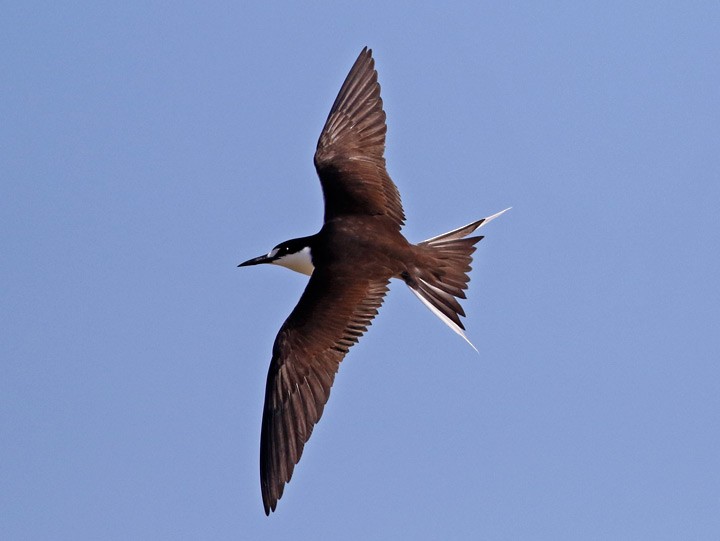 Sooty Tern - ML55452831