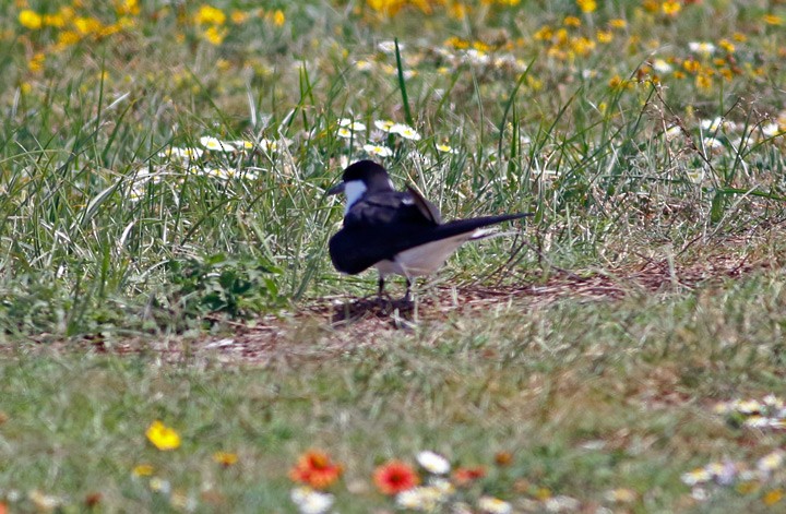 Sooty Tern - ML55452841