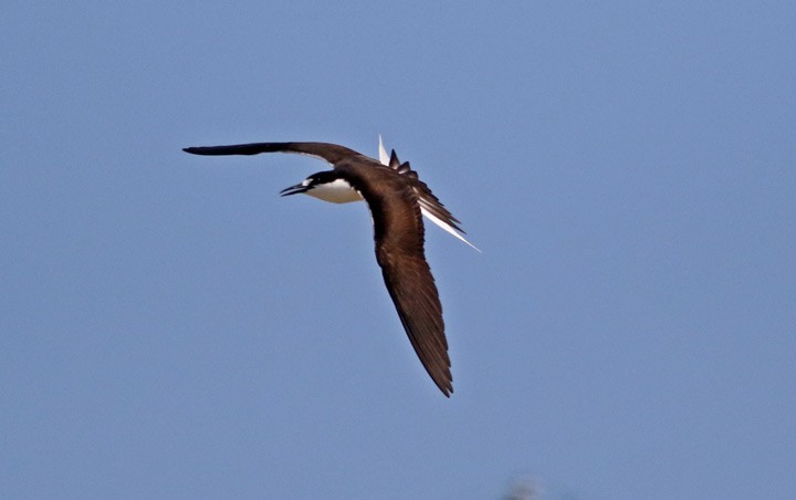 Sooty Tern - ML55452861