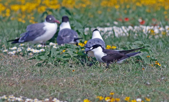 Sooty Tern - ML55452871