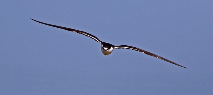 Sooty Tern - ML55452881