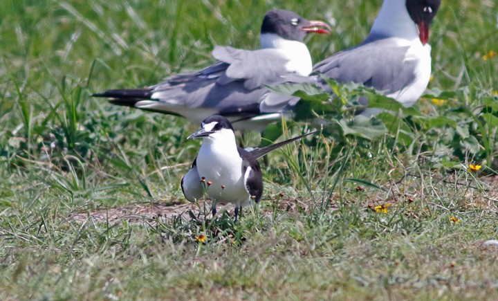 Sooty Tern - Kris Petersen