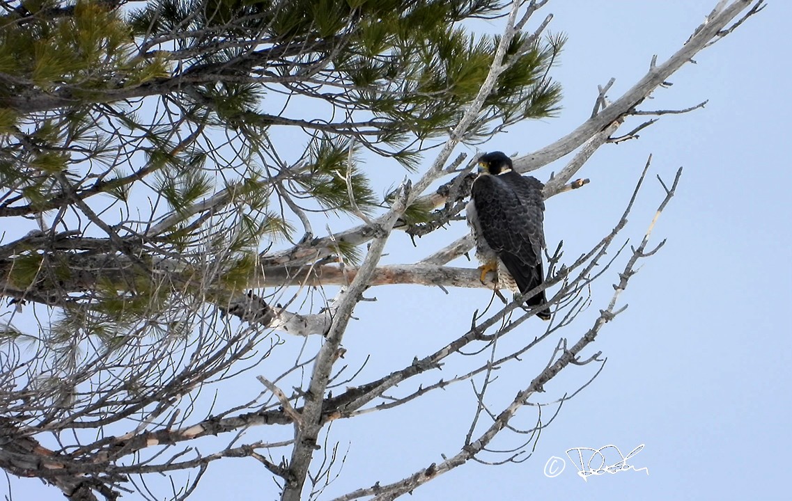 遊隼 - ML554529411