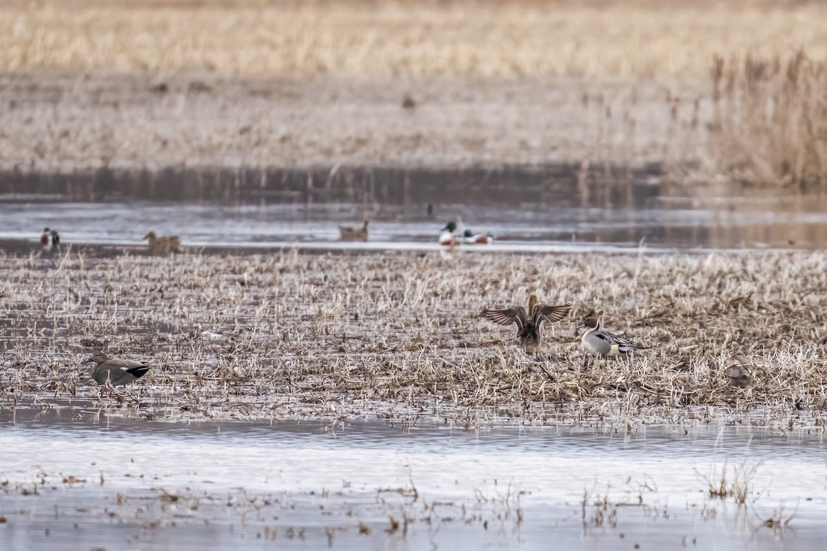 Gadwall - ML554529581