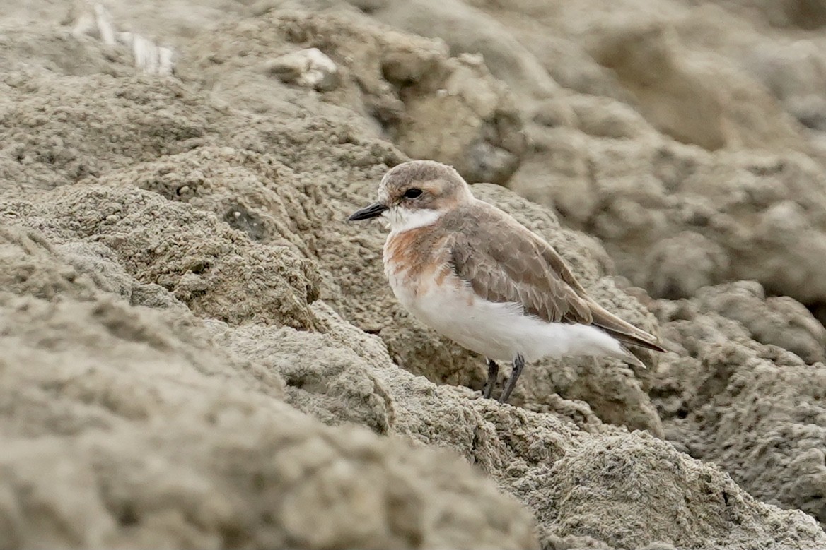 Tibetan Sand-Plover - ML554529801