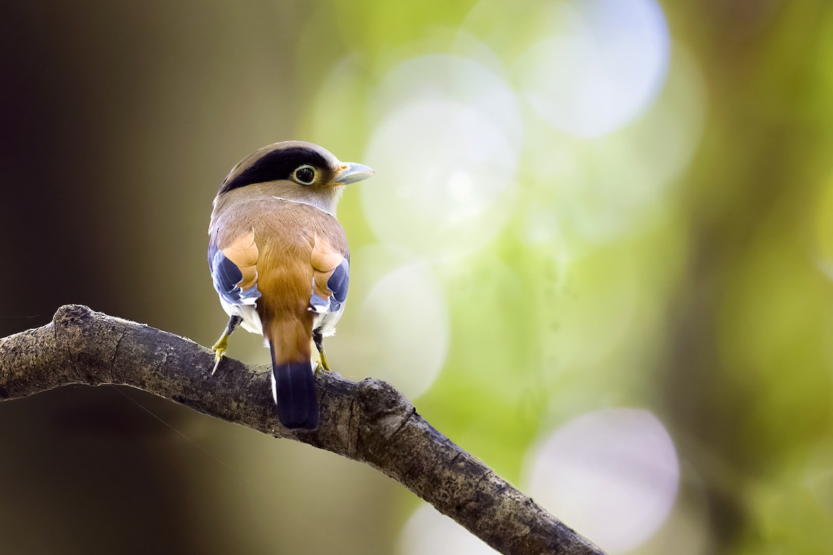 Silver-breasted Broadbill - ML554530191