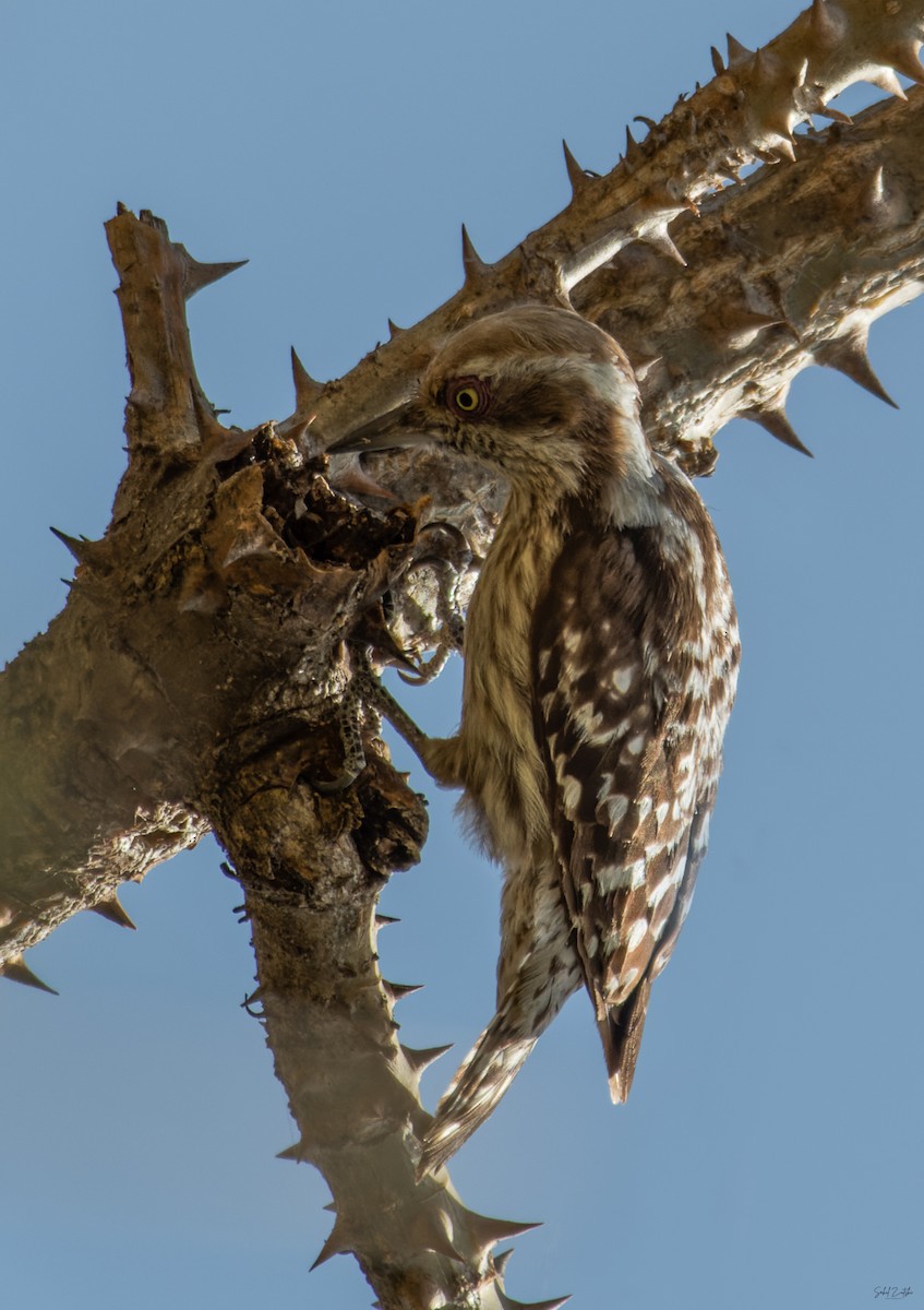 Brown-capped Pygmy Woodpecker - ML554531691