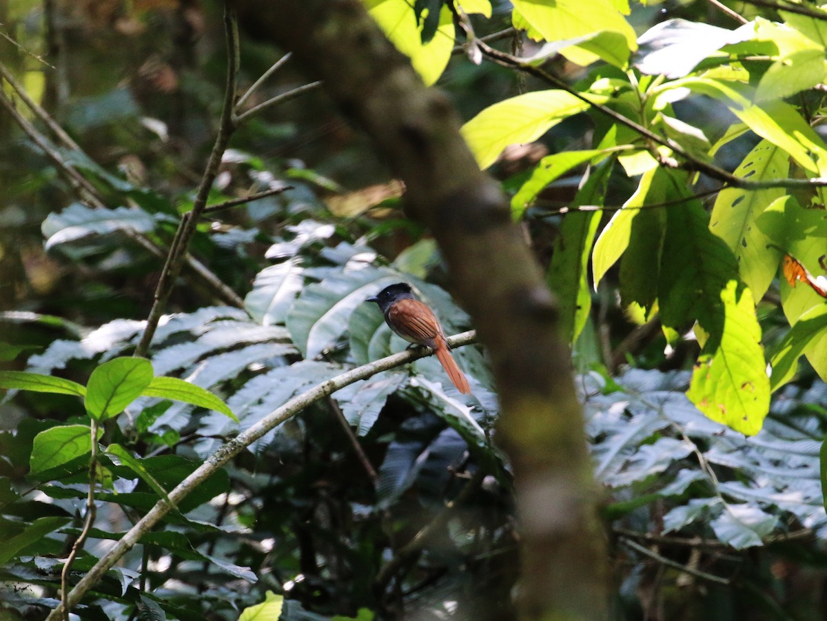 Blyth's Paradise-Flycatcher - ML55453191