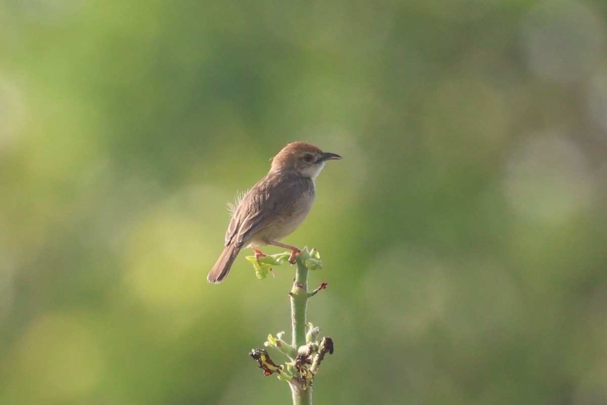 Dorst's Cisticola - ML554532611