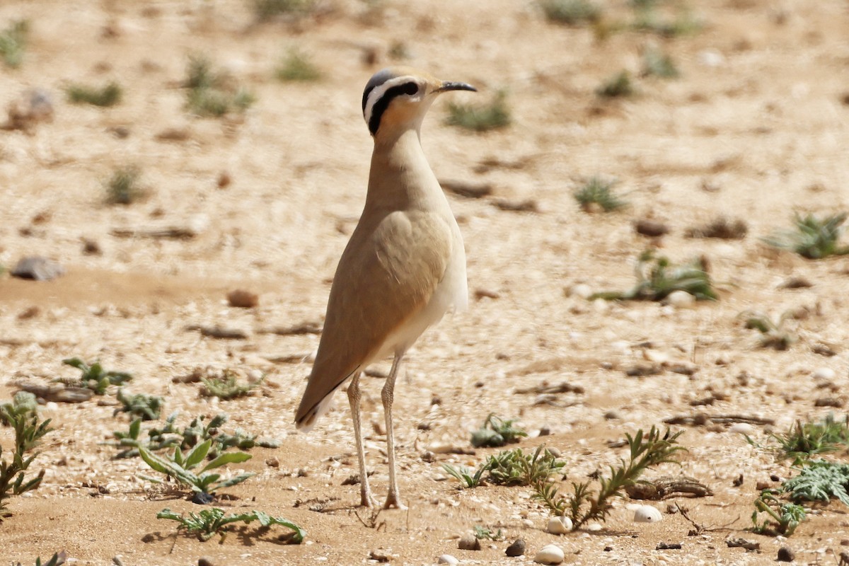 Cream-colored Courser - ML554532631