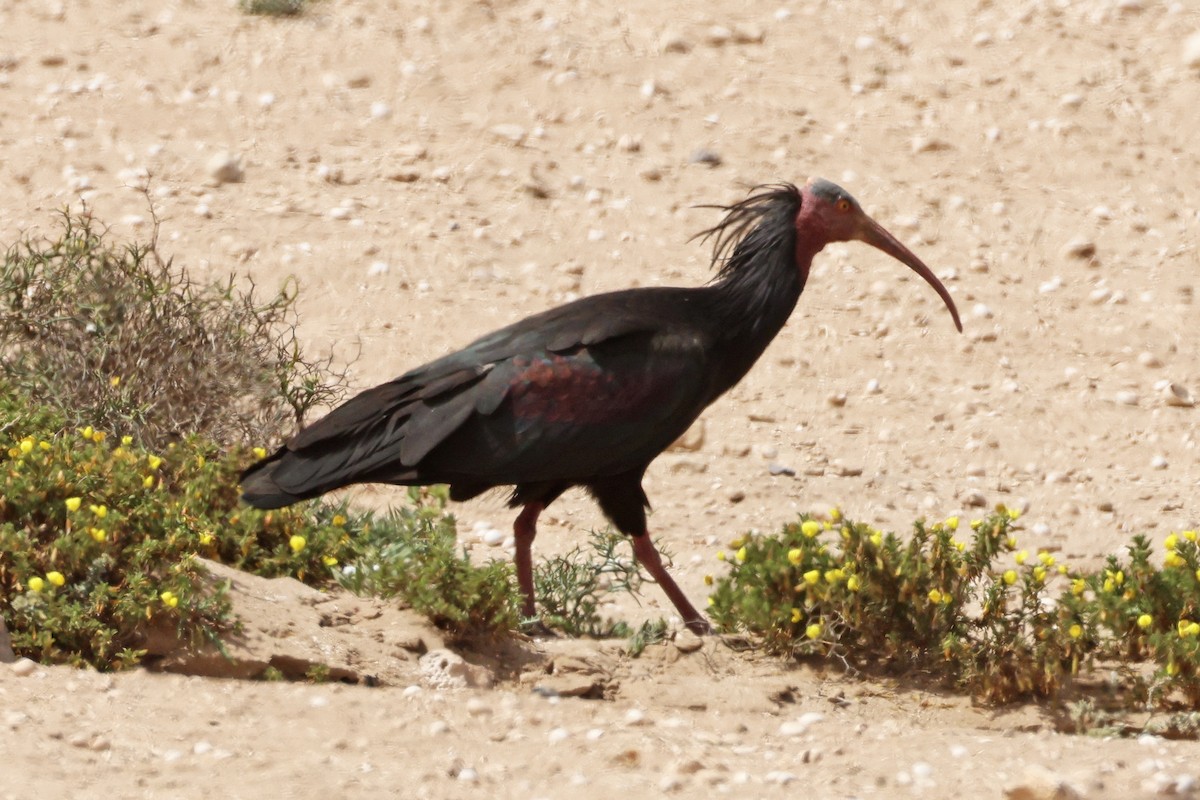 Northern Bald Ibis - ML554532731