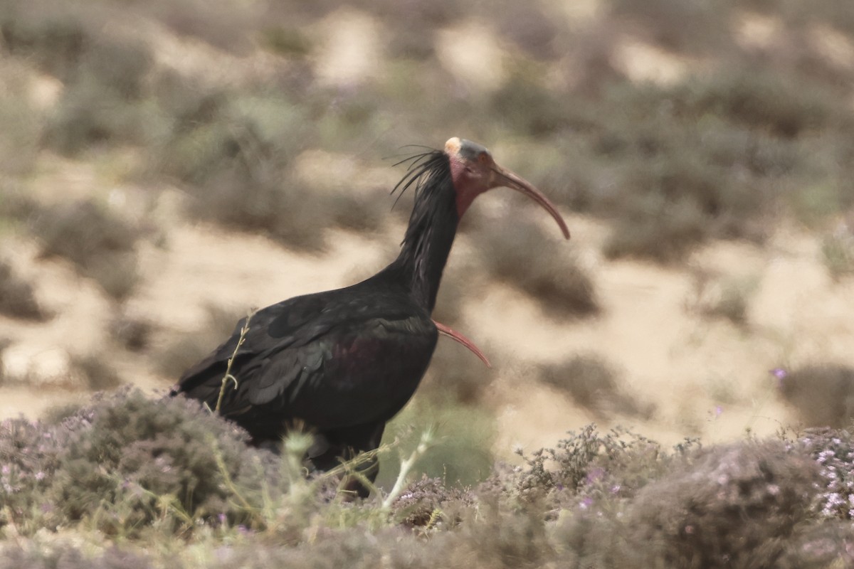 Northern Bald Ibis - ML554532741