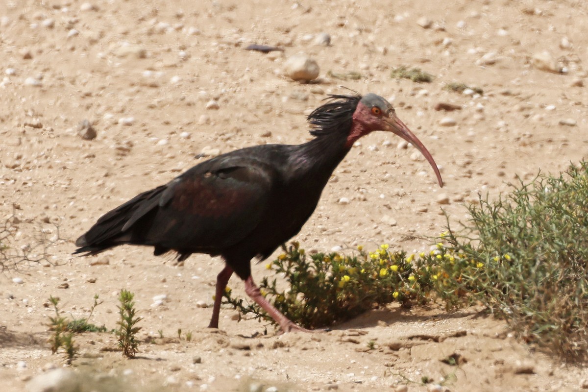 Northern Bald Ibis - ML554532761