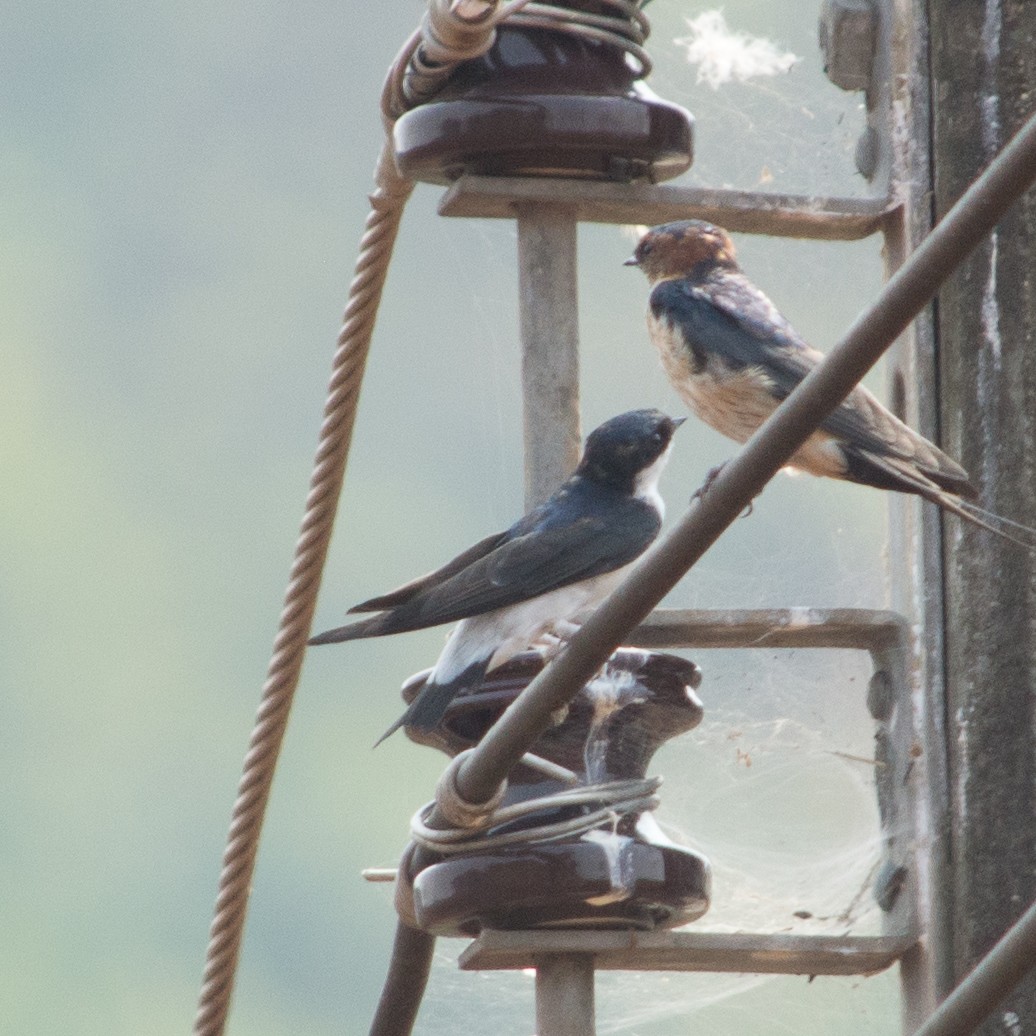 Siberian/Asian House-Martin - ML55453291
