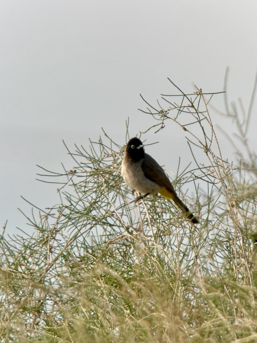 White-spectacled Bulbul - Jeff Bouton