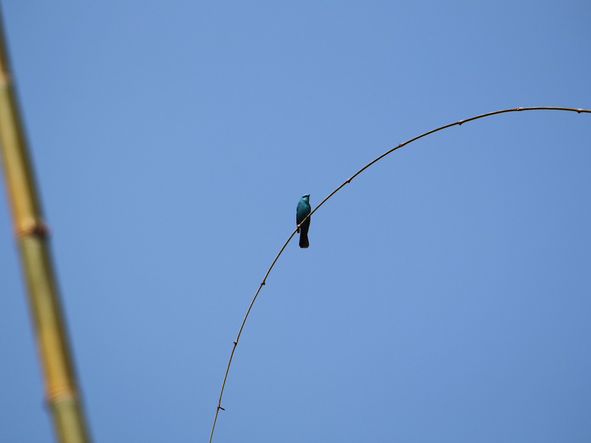 Verditer Flycatcher - ML55453481