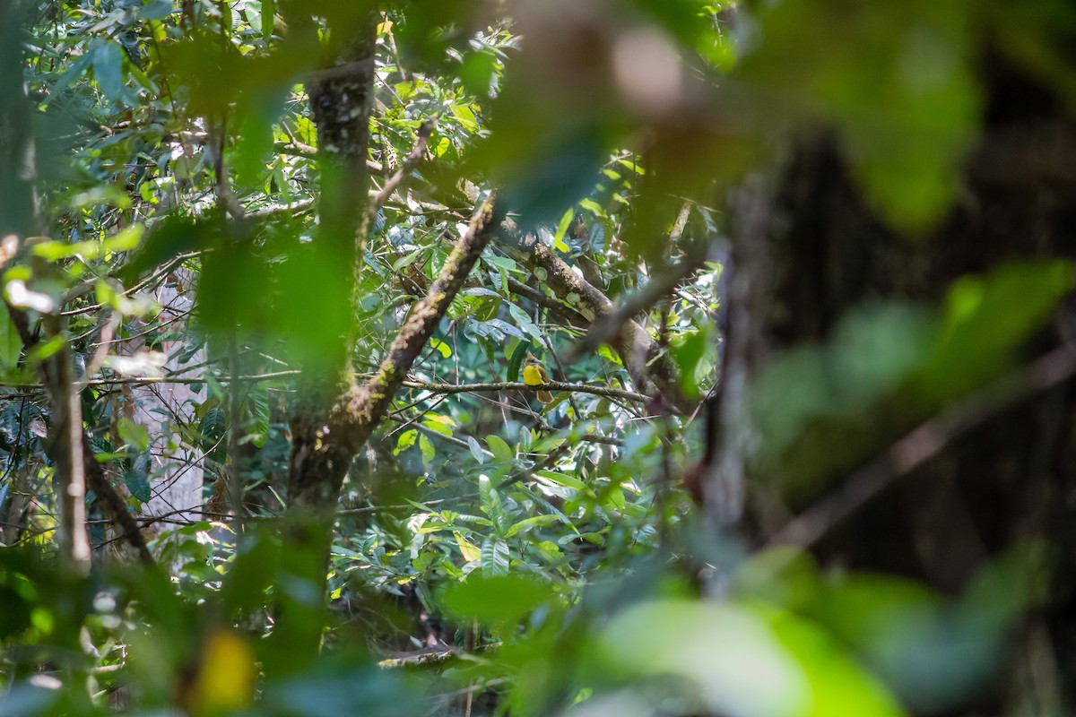 White-throated Bulbul - ML55453501