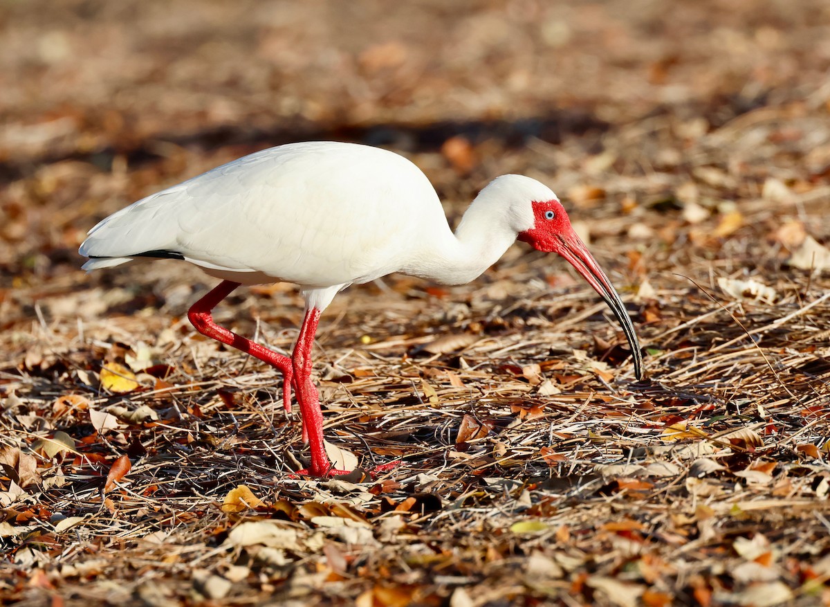 ibis bílý - ML554535151