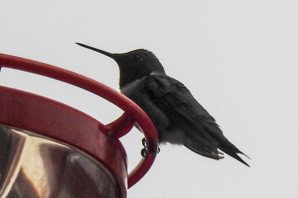 Ruby-throated Hummingbird - ML554535641
