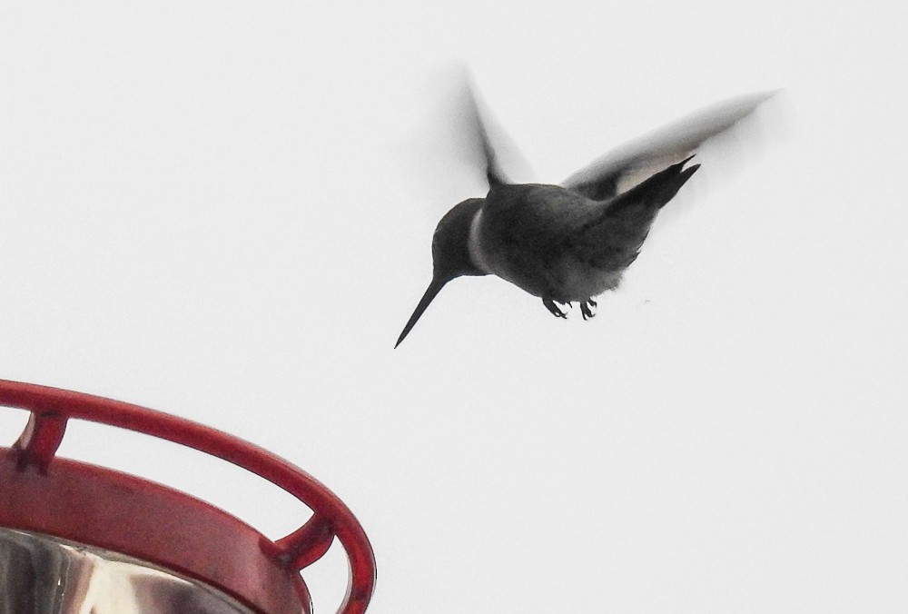 Ruby-throated Hummingbird - ML554535651