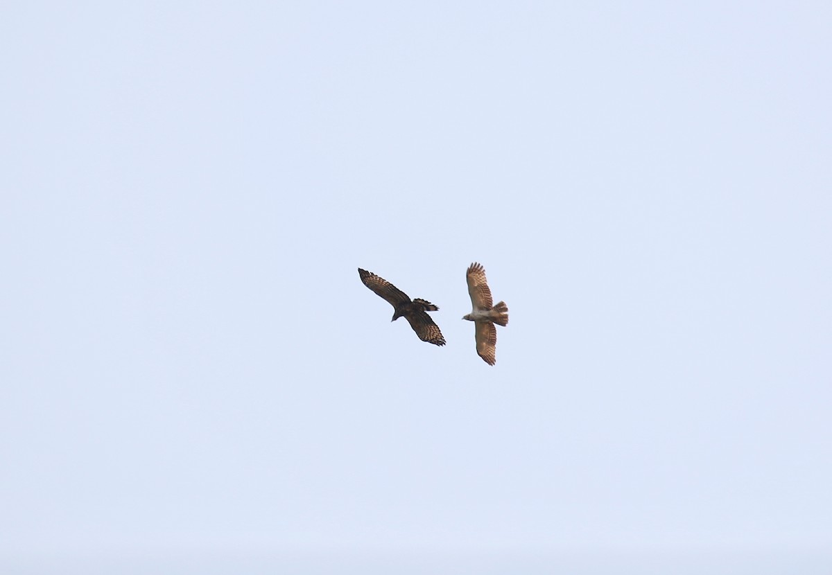 Oriental Honey-buzzard - Ruili/Yingjiang Trip  (Bai Haotian, Xiao Tu, Wei Bo, Alex Nickley)