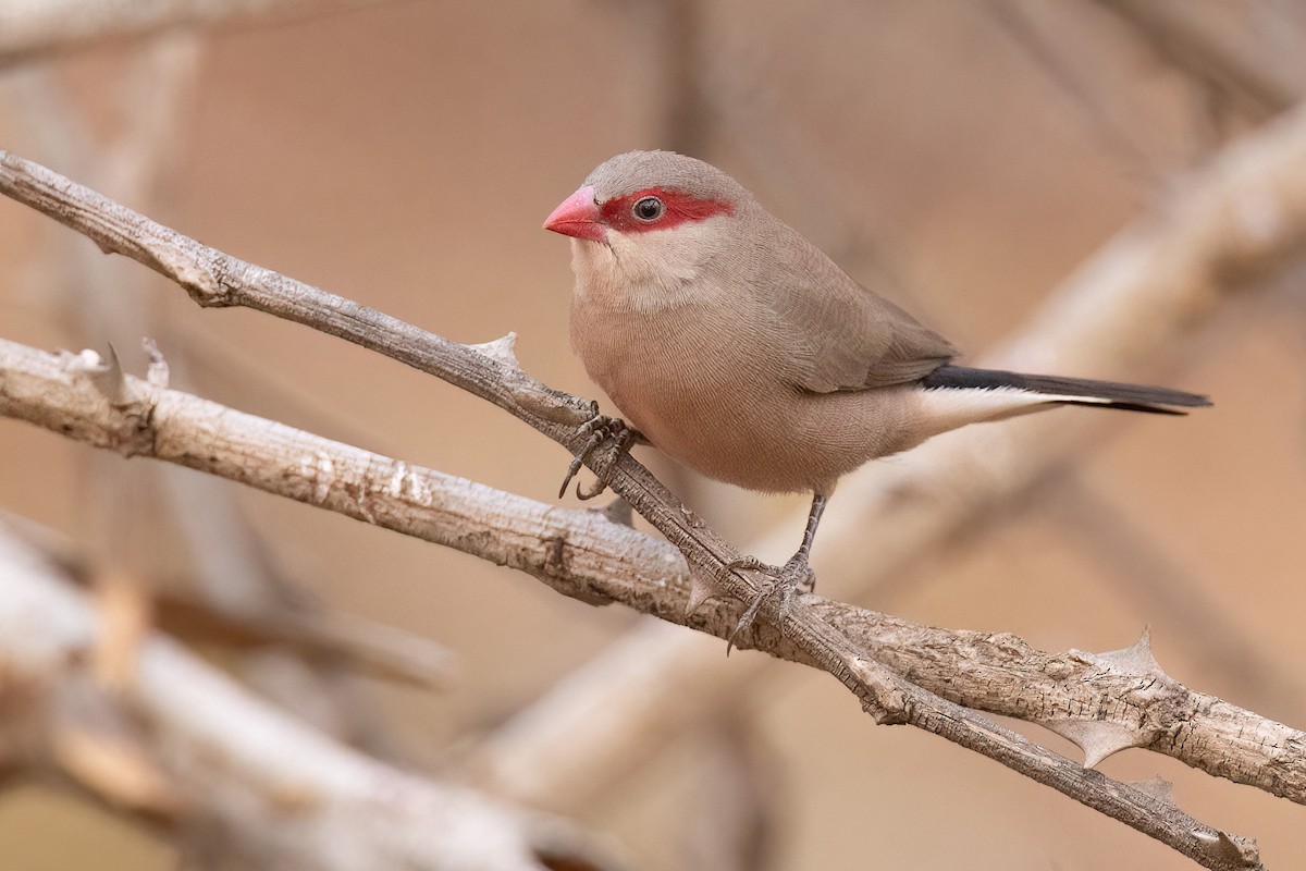 Black-rumped Waxbill - ML554537131