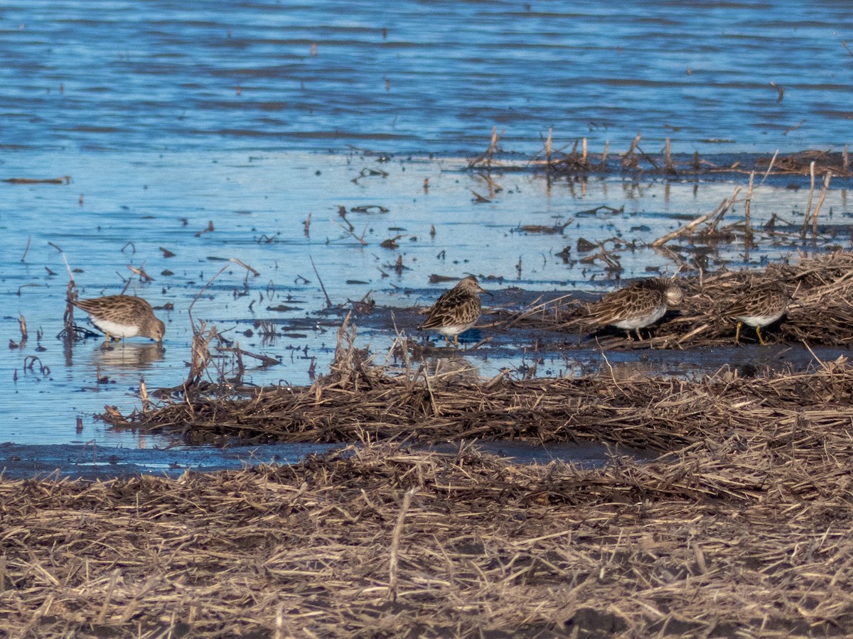 Pectoral Sandpiper - Brad Reinhardt