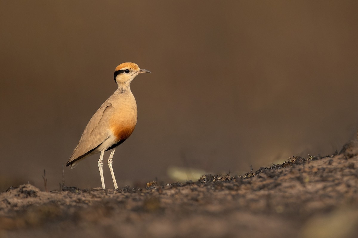 Temminck's Courser - Chris Venetz | Ornis Birding Expeditions