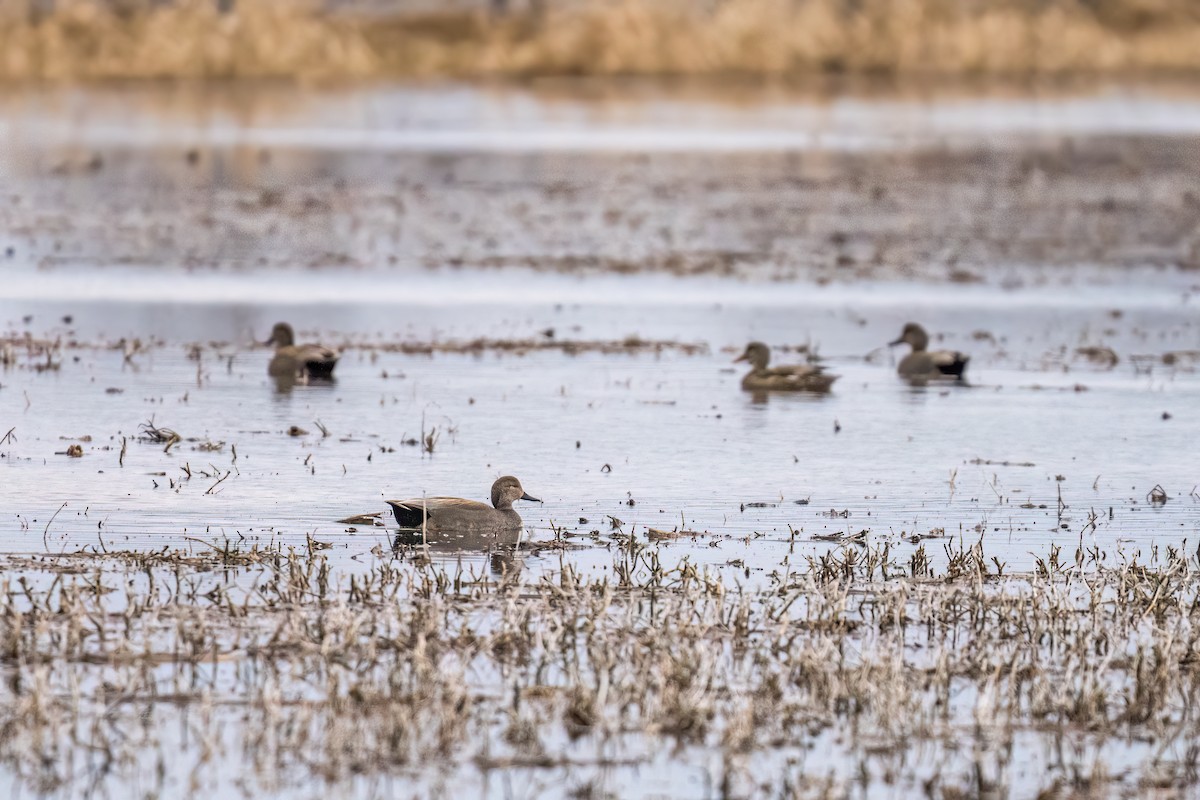 Gadwall - ML554538931