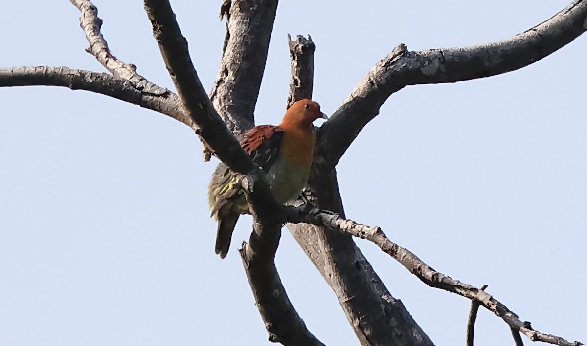 Cinnamon-headed Green-Pigeon - Ang TH