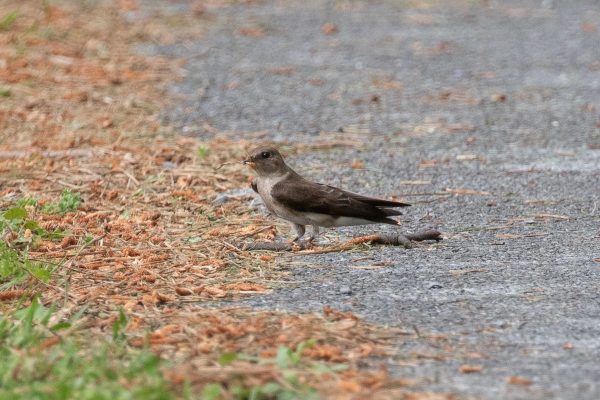 Northern Rough-winged Swallow - ML554539391