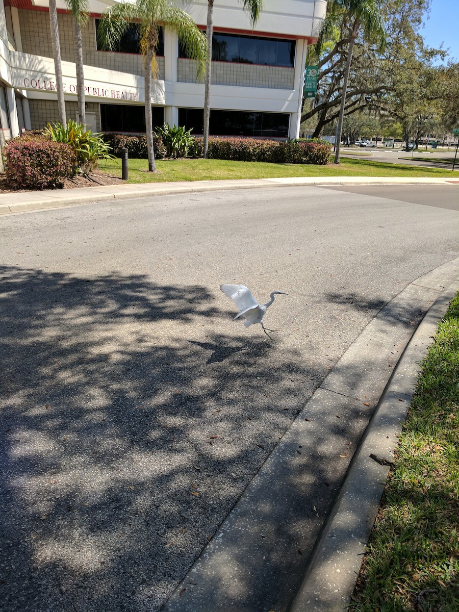 Little Blue Heron - ML55454021