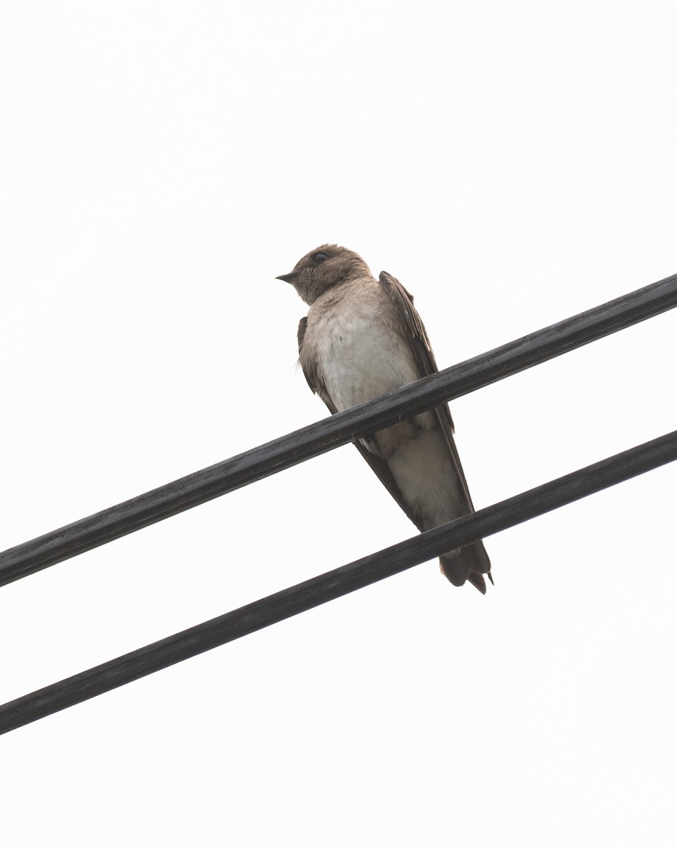 Northern Rough-winged Swallow - ML554541141