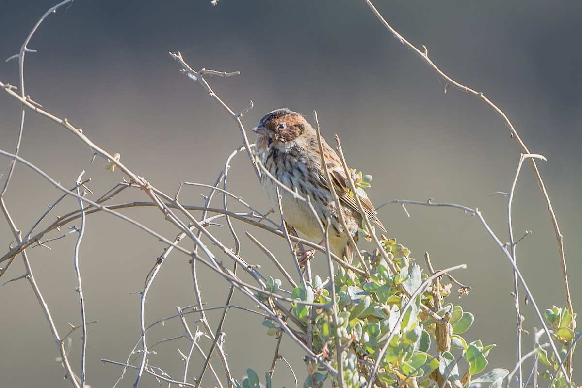 Little Bunting - João Morgado