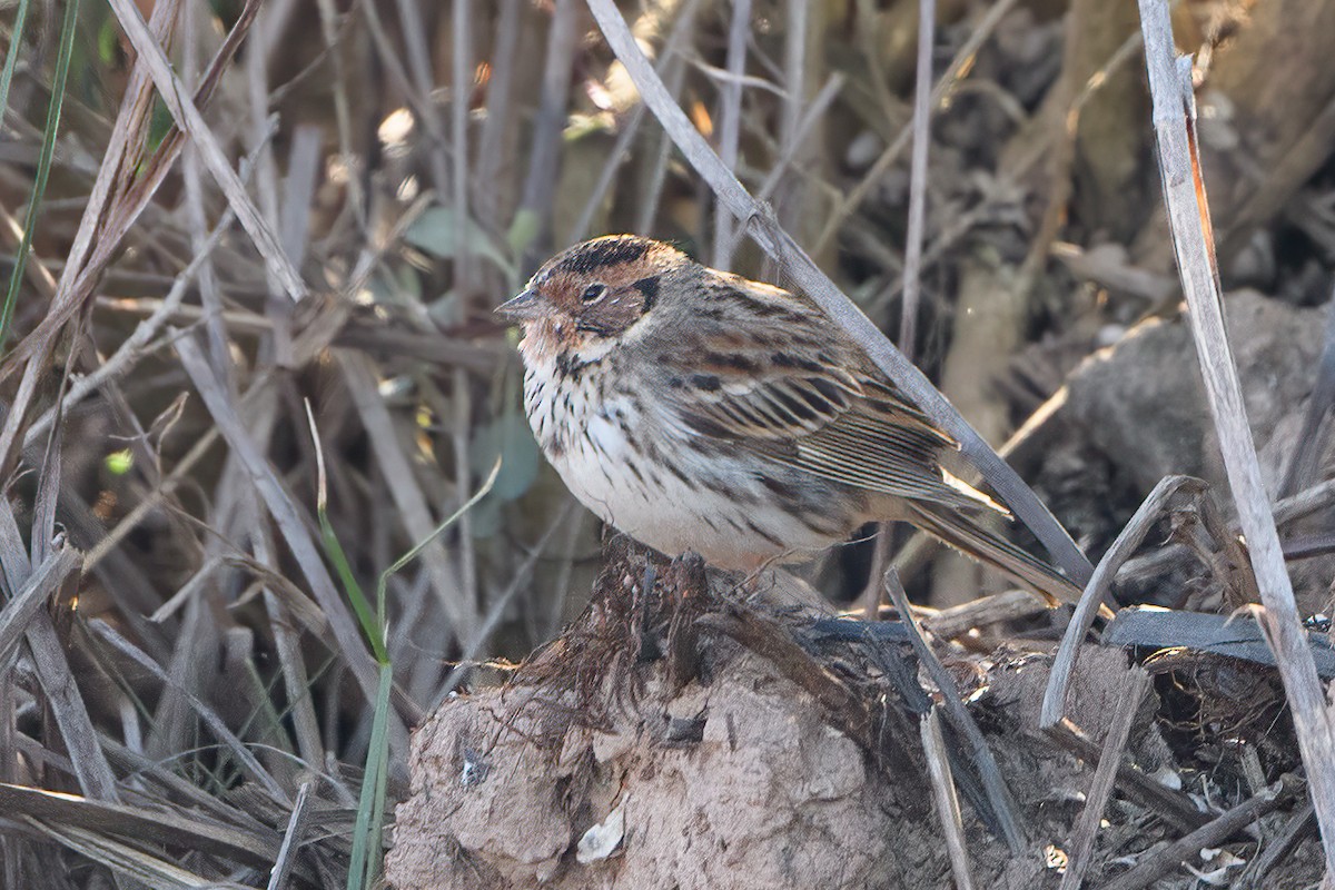 Little Bunting - ML554541411