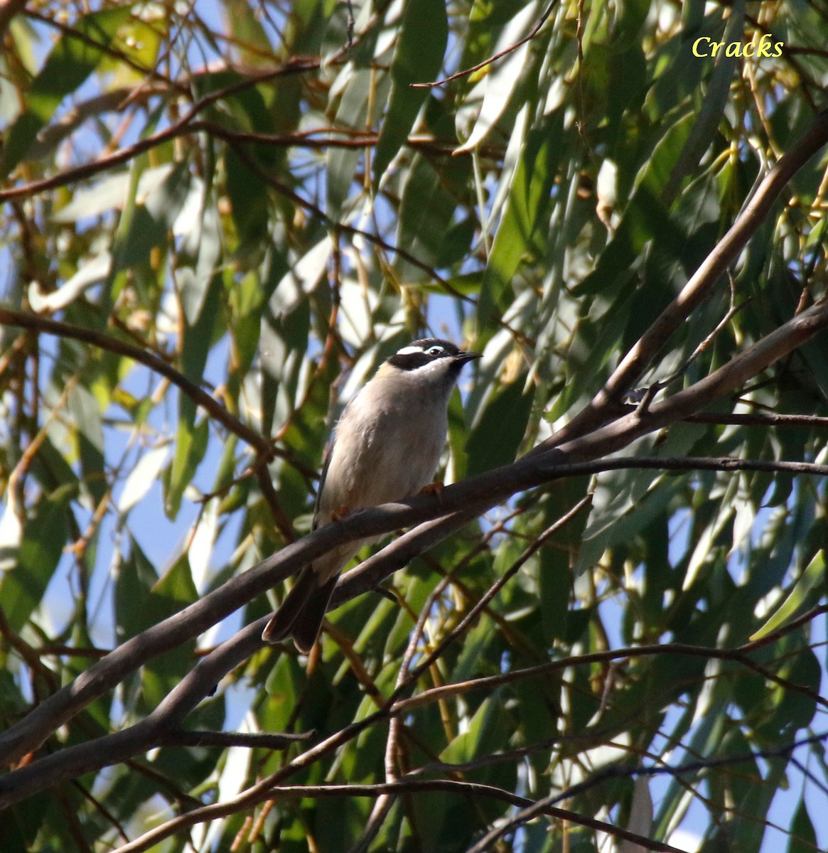 Black-chinned Honeyeater - ML554544091