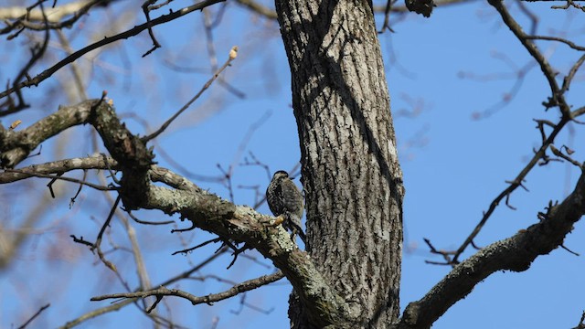 Yellow-bellied Sapsucker - ML554545431